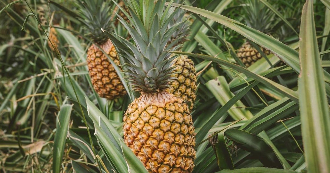 Identifican nuevos cultivares de piña para el mercado y la ...