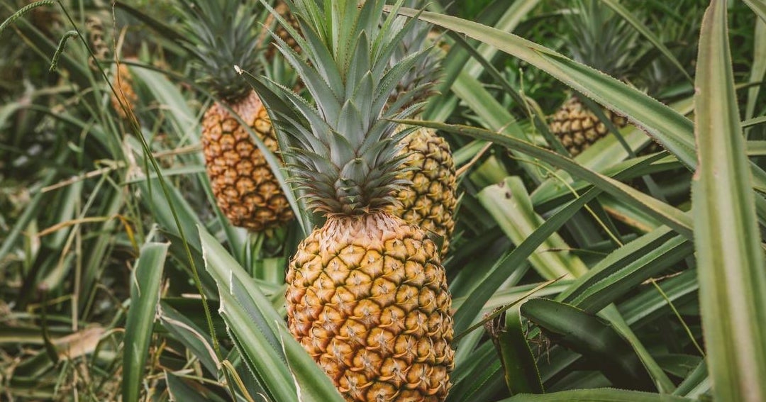 Planta de piña en maceta