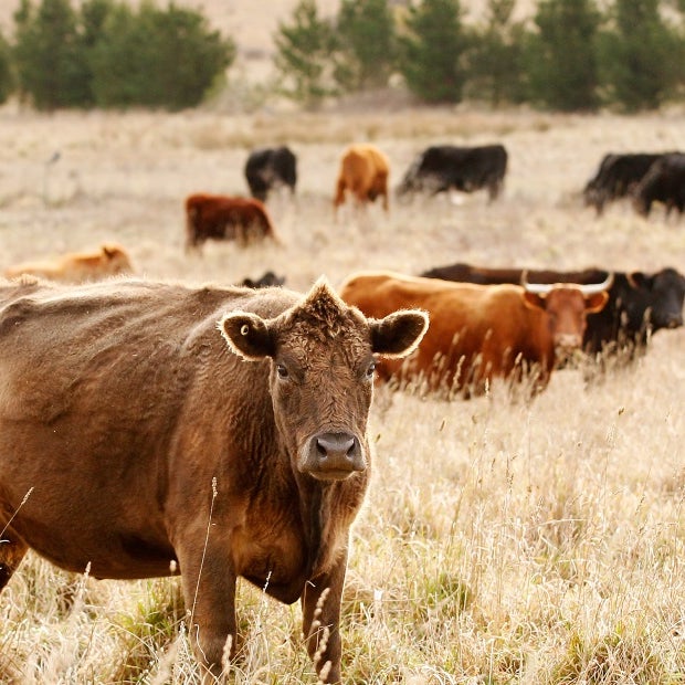 Todas las entradas  Sociedad de Criadores de Aberdeen Angus del