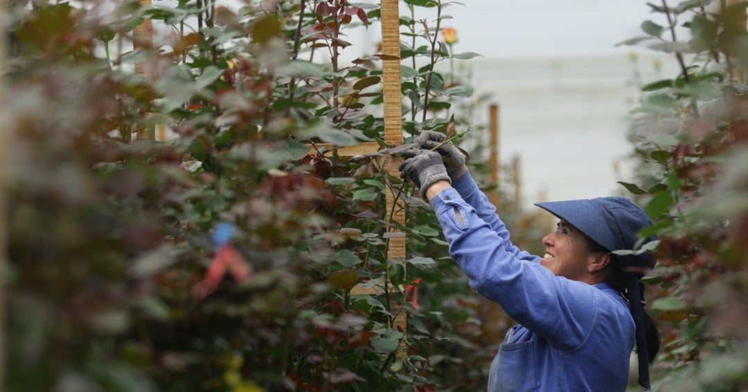 Claveles, rosas, crisantemos y hortensias entre los tallos que más se  exportan en el Día de la Madre