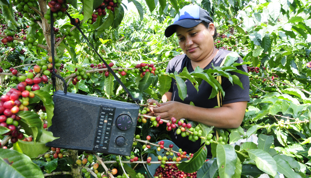 Renovación De Cafetales Tendrá Recursos Por Más De 25000 Millones En 2021 8369