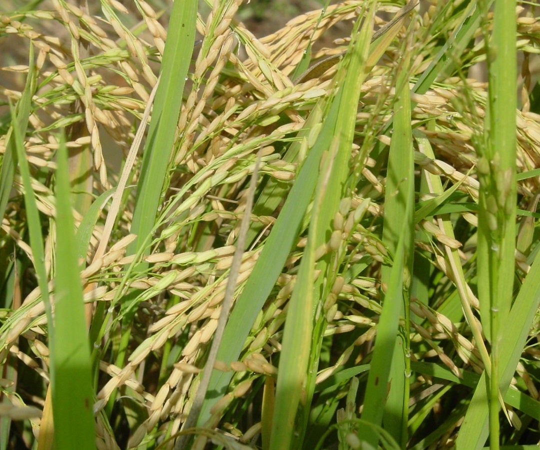 La iniciativa beneficiará a 180 familias, mejorando los rendimientos en 1,5 toneladas de arroz por hectárea