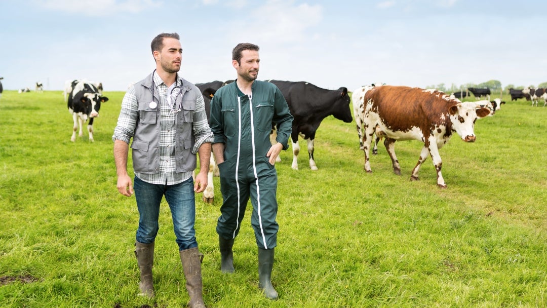 View of a Farmer and veterinary working together in a masture with cows