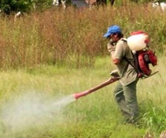 Aspersión Glifosato_Colp