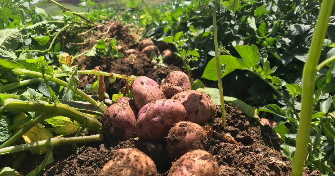 Las hojas y savia ayudarían en el rendimiento del cultivo de papa por sus  nutrientes