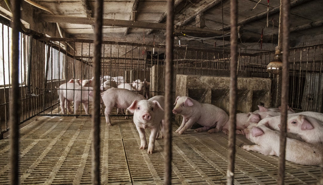 Deutsche Behörden melden neue Fälle der Afrikanischen Schweinepest bei Wildschweinen