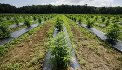 cultivo de marihuana