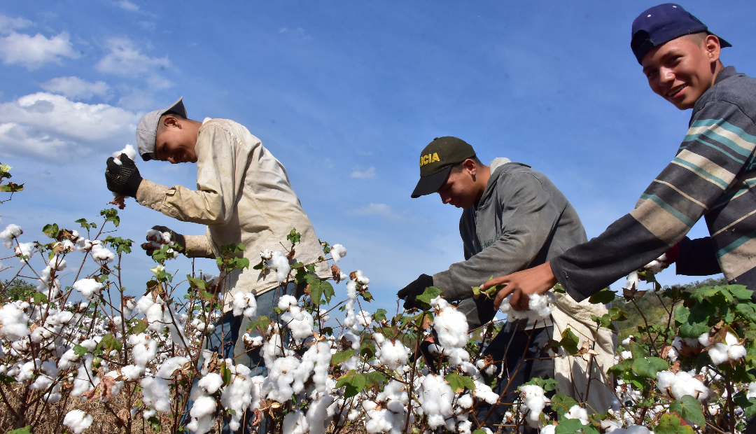 Cultivo de algodón: Desde la siembra hasta la recolección, todo lo