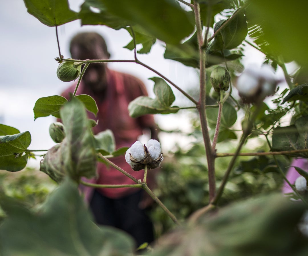 MinAgricultura reconoce al sector de confecciones y calzado, y resalta la necesidad de garantizar la capacidad productiva de algodón e hilatura en el país