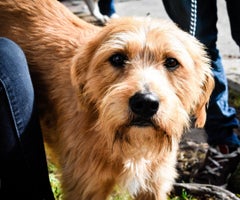 Fundaciones realizarán una animalatón en La Santamaría por los perros y gatos