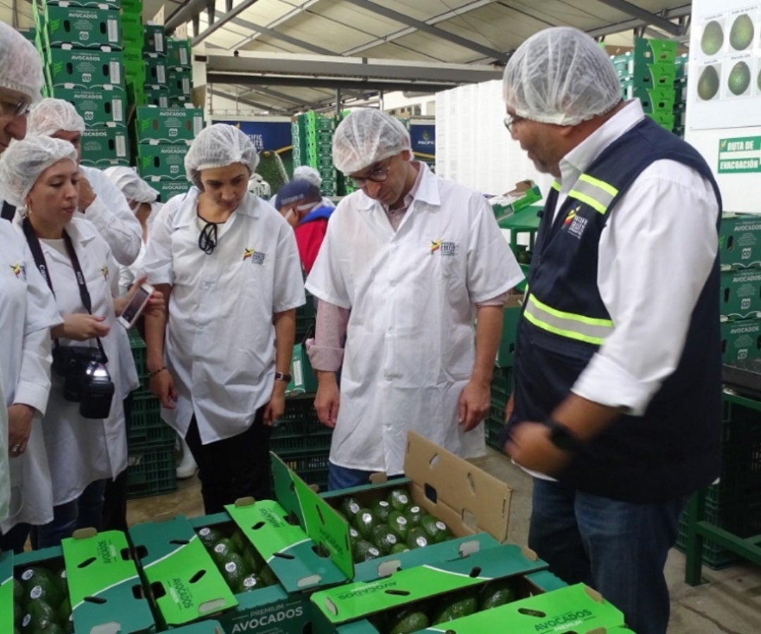 Aguacate Hass - Minagricultura Aguacate Hass - Minagricultura