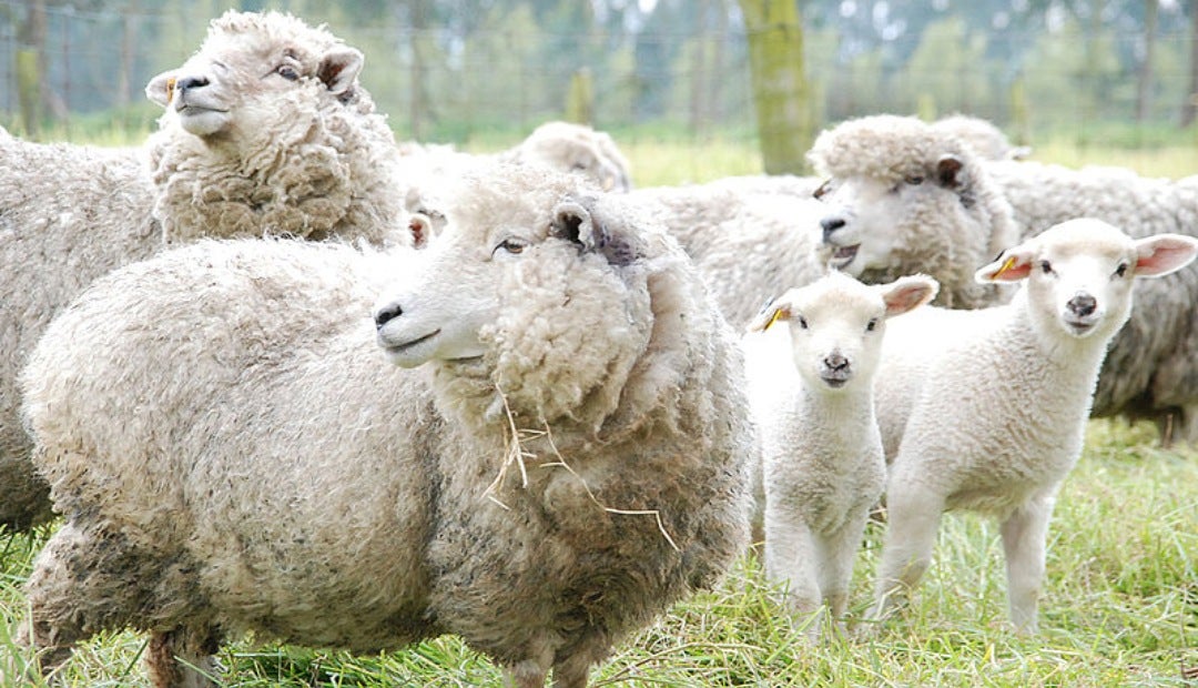 hay ovejas en china