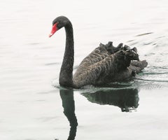 12574501 - black swan swim in lake in lake eola in downtown orlando, florida.