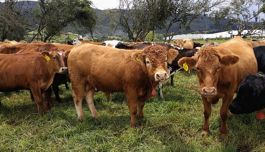 Los Sectores De Ganadería Bovina Y De Producción Lechera Crecieron El ...