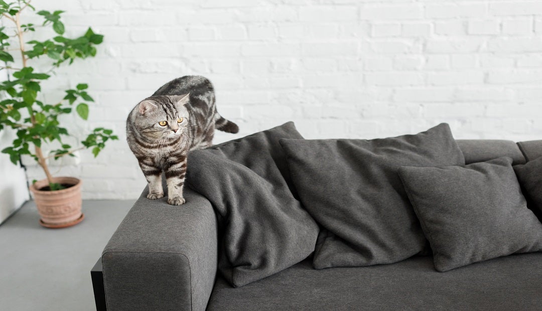 adorable scottish straight cat on cozy couch at home