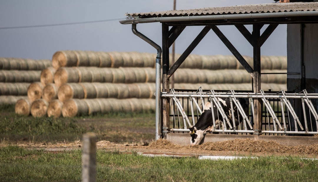 Las Alternativas Que Se Recomiendan En Alimentación Bovina Durante La época Seca 