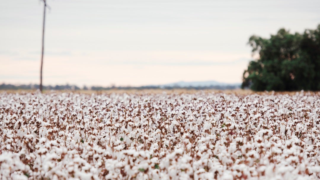 Cultivos de algodón