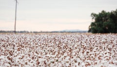 Cultivos de algodón - Acosemillas