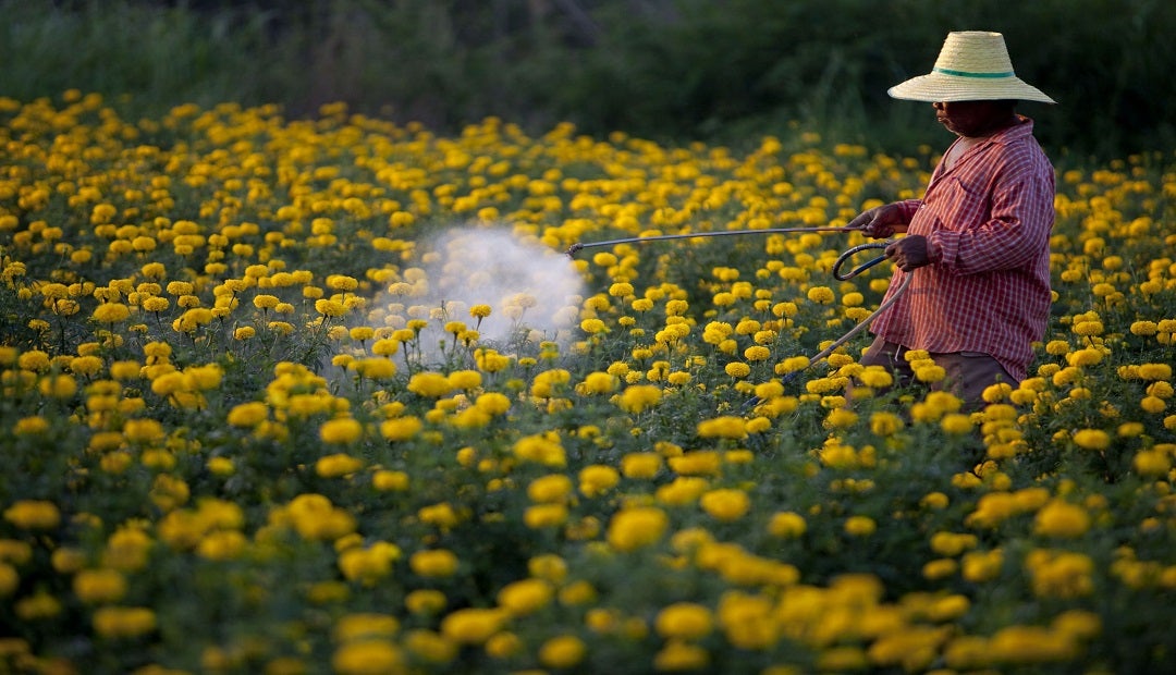 En la Semana del Clavel se mostrarán más de 100 nuevas variedades de esta  flor