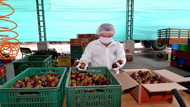 Las importaciones de fruta fresca chilena superaron los US$100 millones en  2021