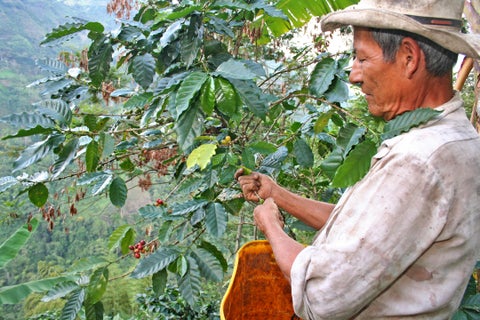 CAFÉ
