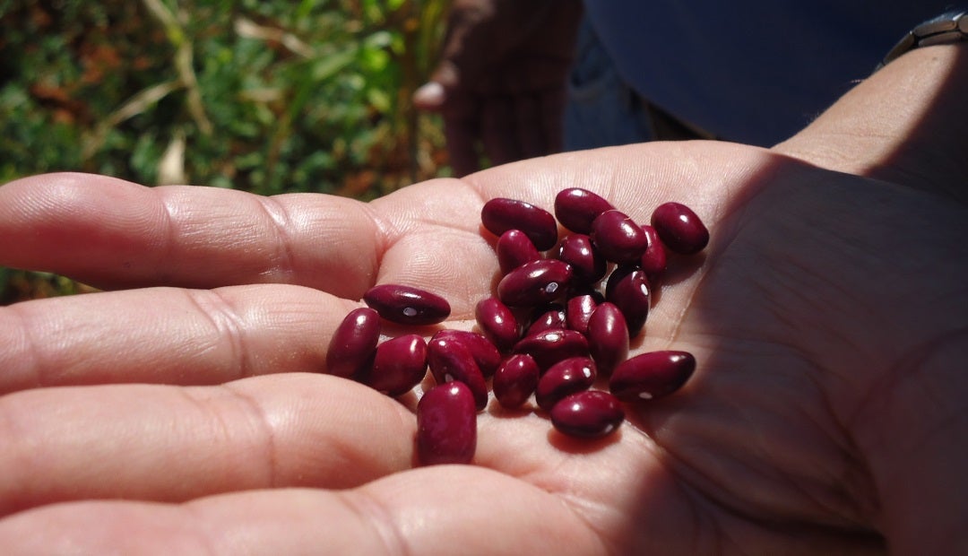 Investigan una variedad de fríjol resistente al calor del Caribe colombiano