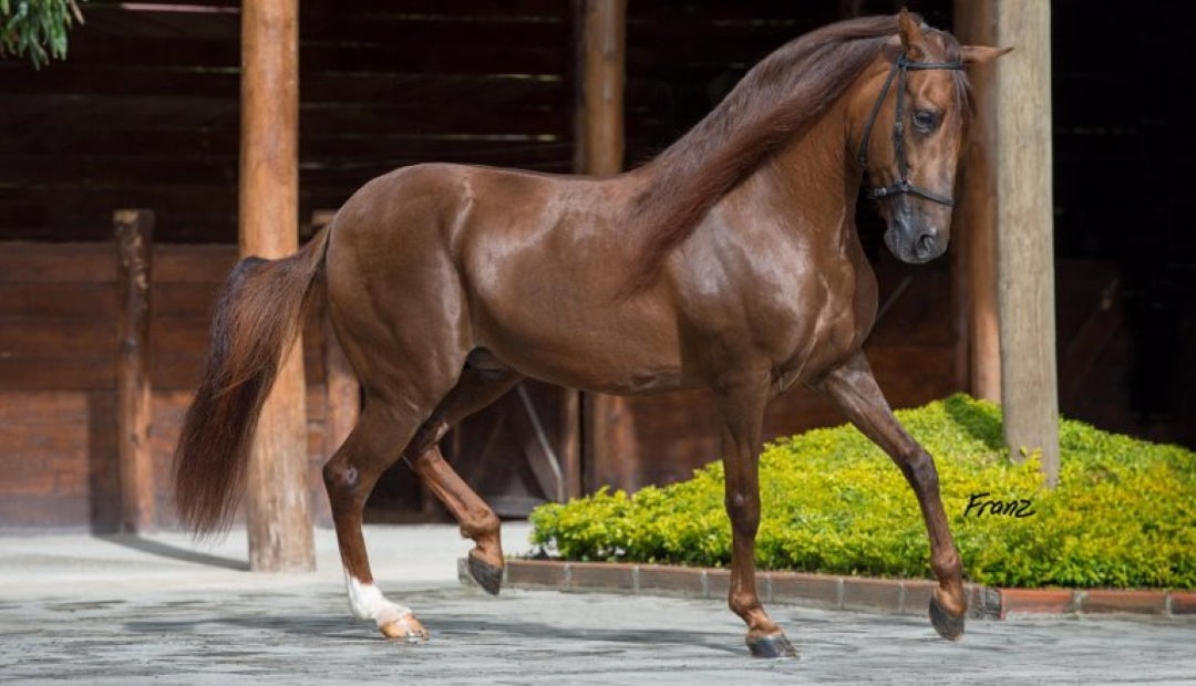 esquema de pie de caballo