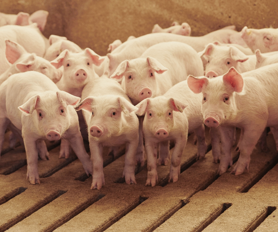 Porcinos - Bloomberg