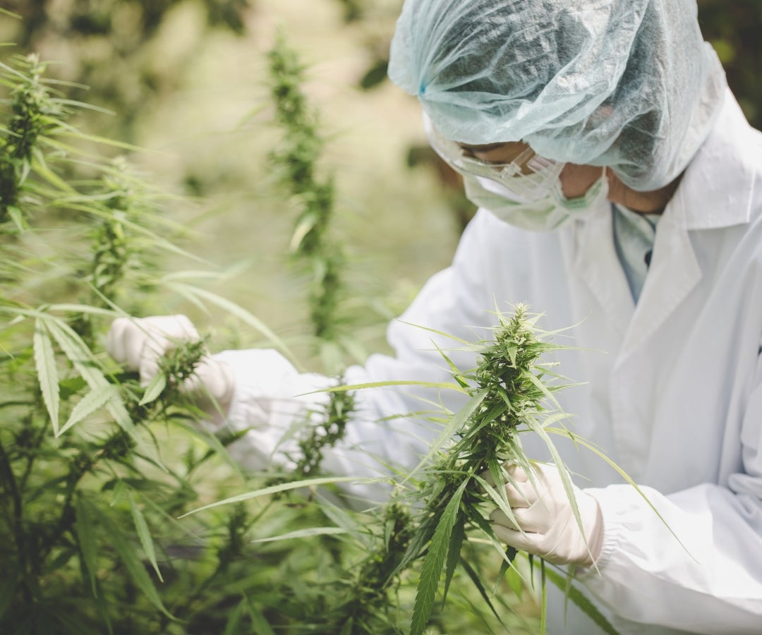 Cannabis medicinal comenzará a venderse desde este próximo martes en 24  farmacias de Lima