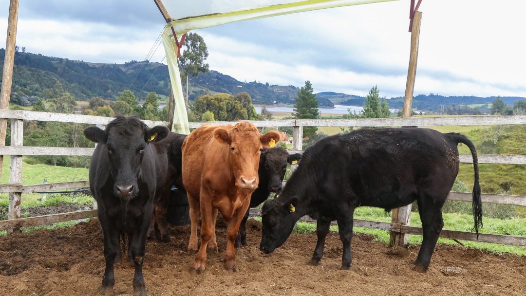 Ganado wagyu