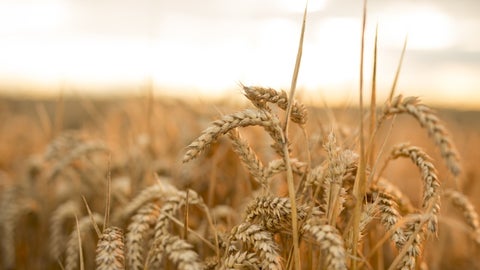 Cultivos de trigo
