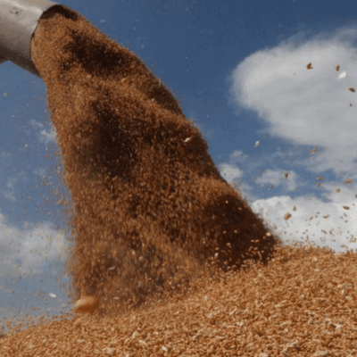 Productores señalan que precios del maíz ucraniano suben por la demanda