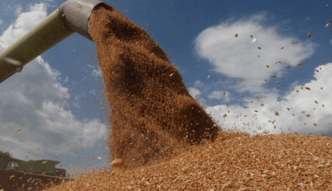 Exportaciones de granos de Ucrania en 2021/22 alcanzan 4,61 millones de toneladas