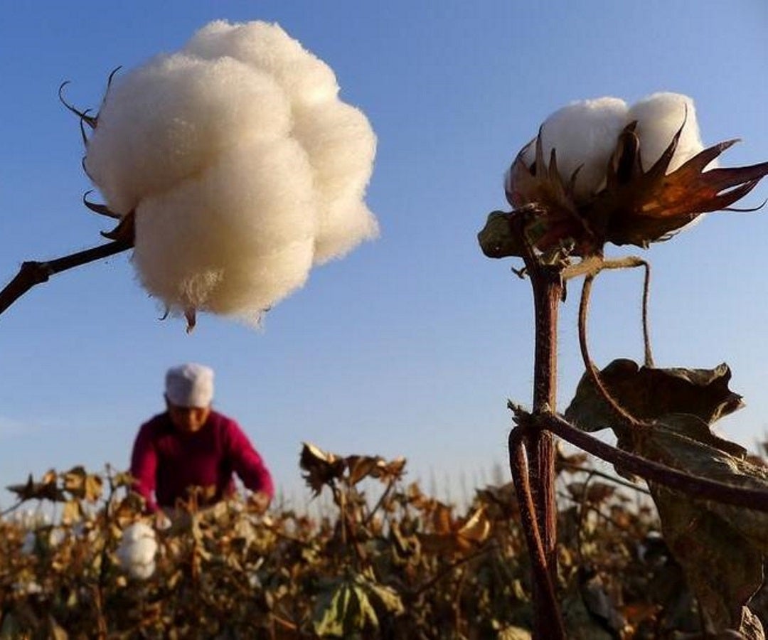 Algodón - Reuters
