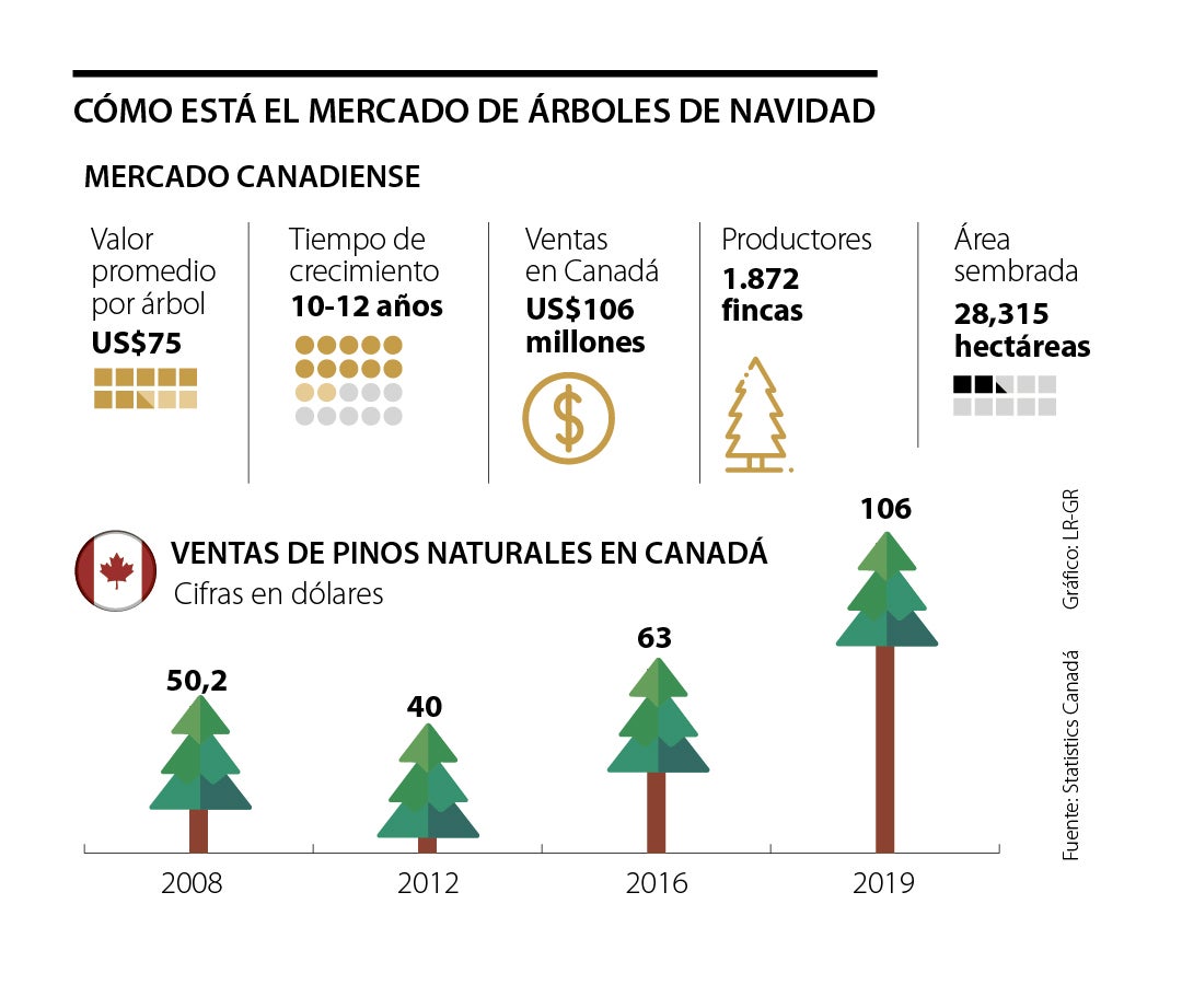 Árboles de Navidad naturales son un producto escaso en pandemia y con una alta demanda precio arboles de navidad naturales