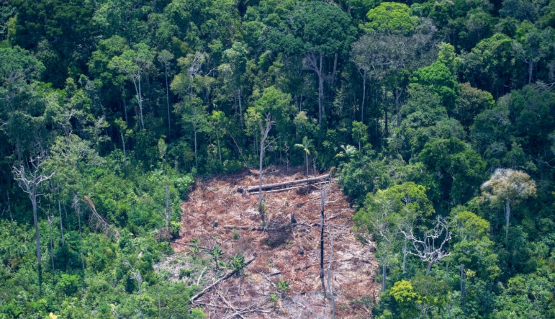 La Deforestación En Jungla Amazónica Brasileña Aumenta Por Cuarto Mes Consecutivo 
