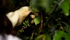 Broca Renovación (2)