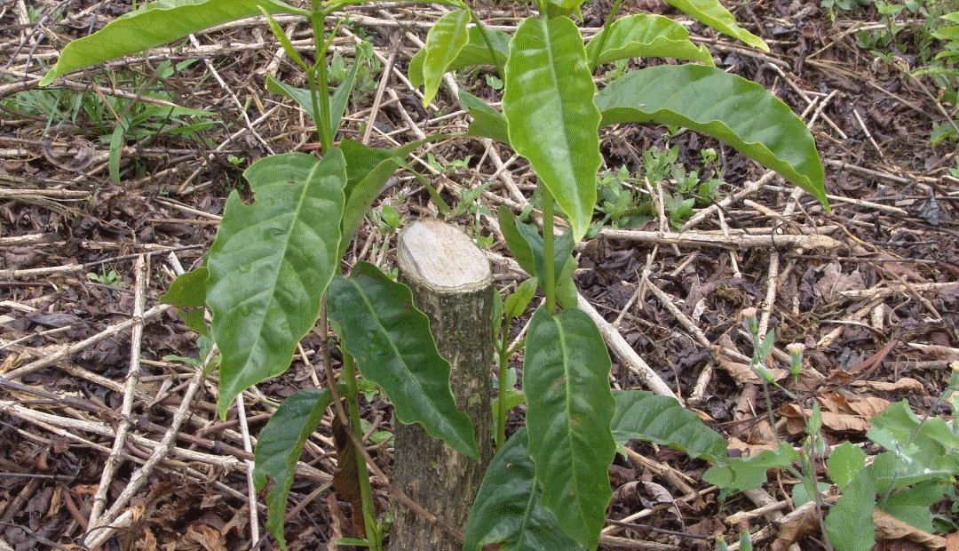 Consejos del profesor Yarumo Programa de apoyo para la renovación de