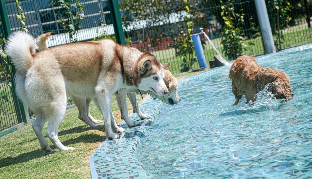 Inauguran parque familiar con atracciones y servicios para mascotas en  Bogotá