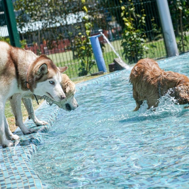 Diversión para tu mascota! Inauguran un nuevo parque para perros