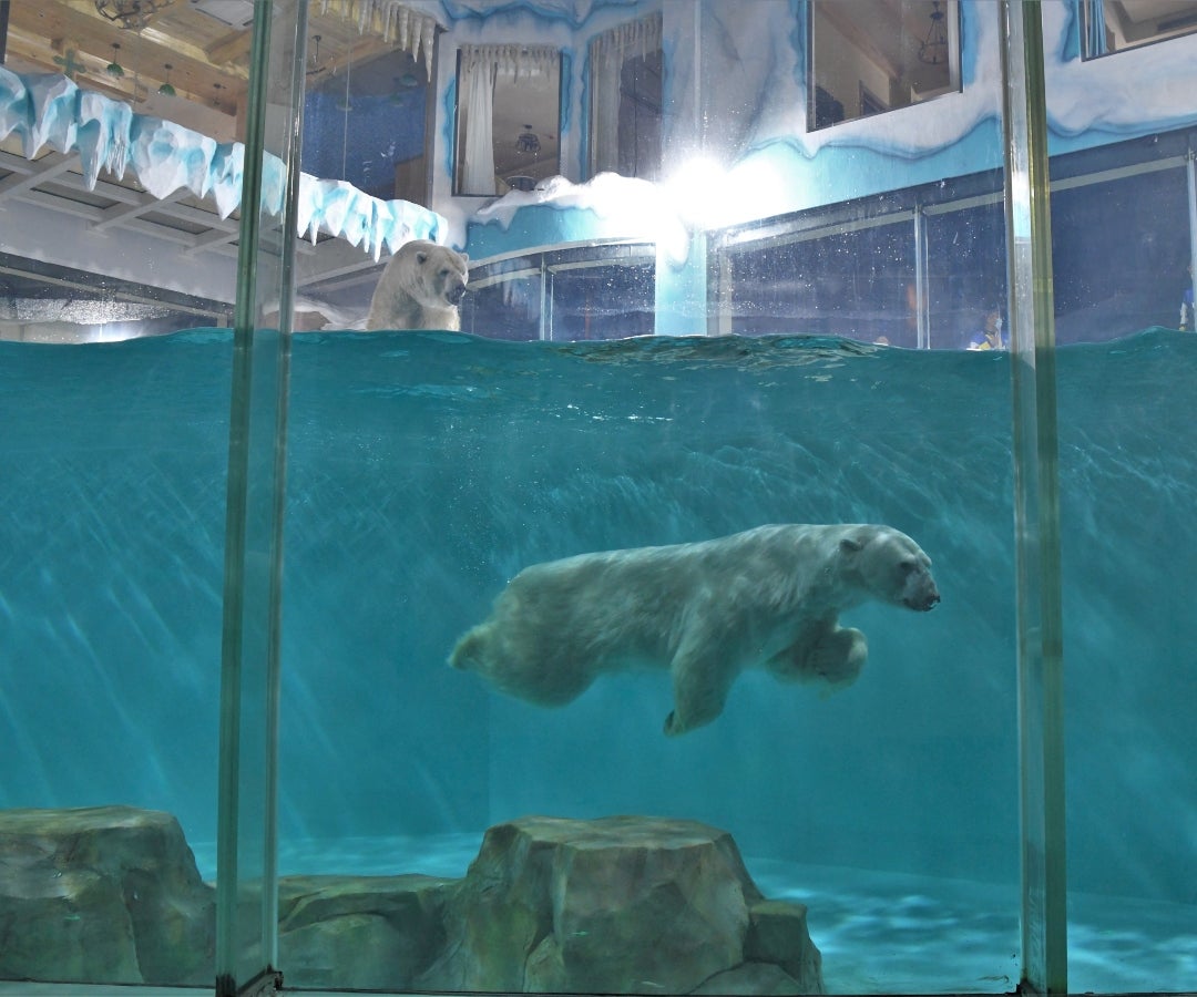 Hotel de osos polares en China atrajo miles de huéspedes, pero también  decenas críticas