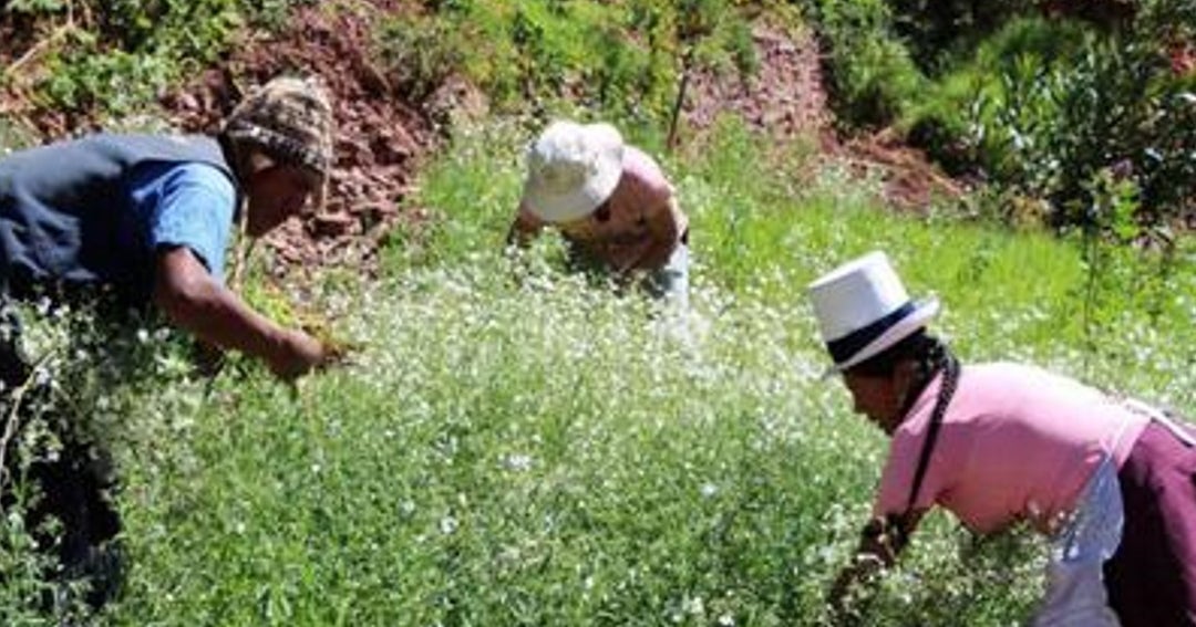 Reactivación de zonas rurales de Perú es impulsada con apoyo de ...