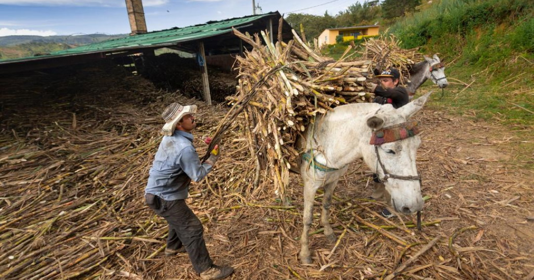 Minagricultura Identificó Más De 2 8 Millones De Hectáreas Cultivables