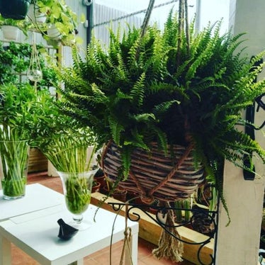 Monstera, suculentas, helechos, ficus… Las plantas más buscadas en Lidl,  Ikea y El Corte Inglés sin necesidad de cuidados y baratas