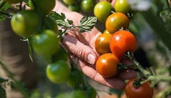 Cultivo de tomate - Unimedios