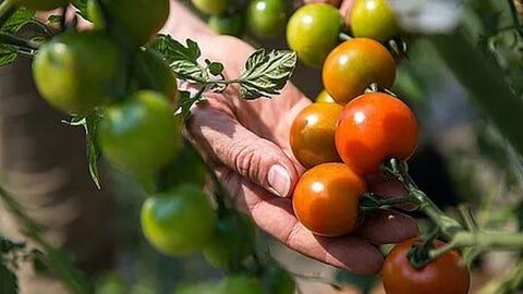 Cultivo de tomate - Unimedios