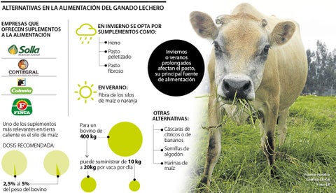 Silo de maíz, un alimento efectivo como suplemento para el ganado productor lechero