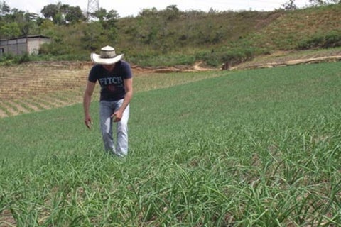 AGRO AL
