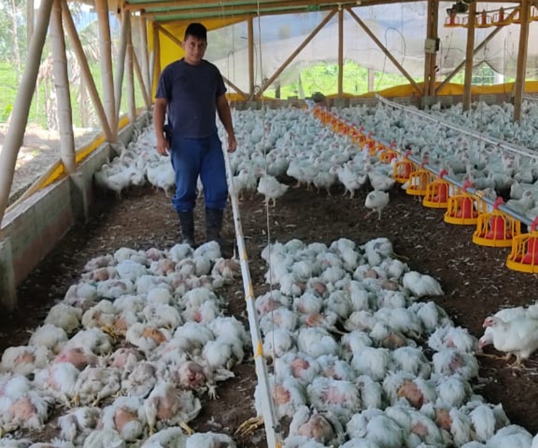 Pollos mueren de hambre en granjas porque el alimento no se transporta