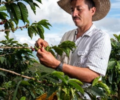 Cafeteros - Colprensa Cafeteros - Colprensa